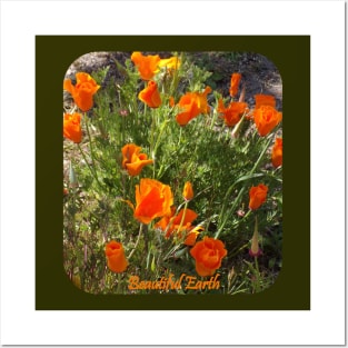 California Poppies Beautiful Earth Posters and Art